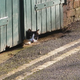 Illustration for article titled This Is The One Thing That People Never Understand About Cats